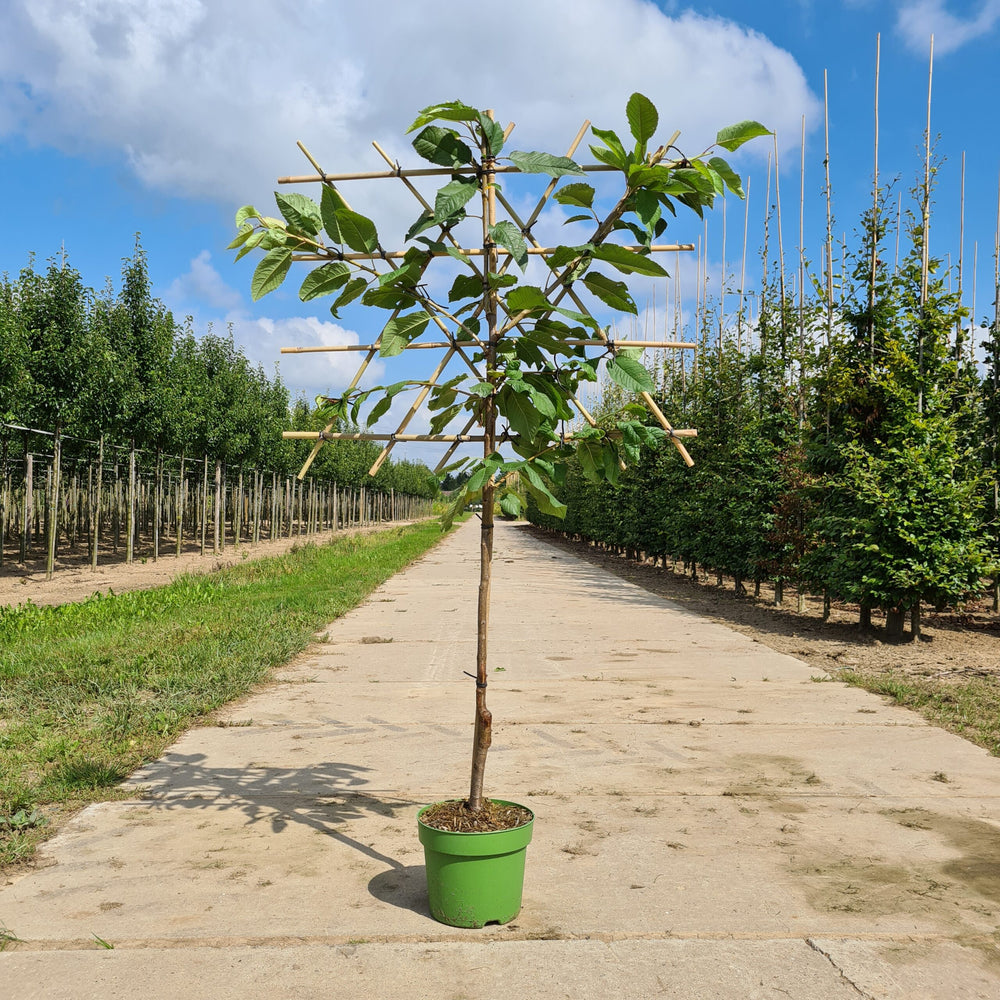Lei kersenboom (Prunus Kordia)
