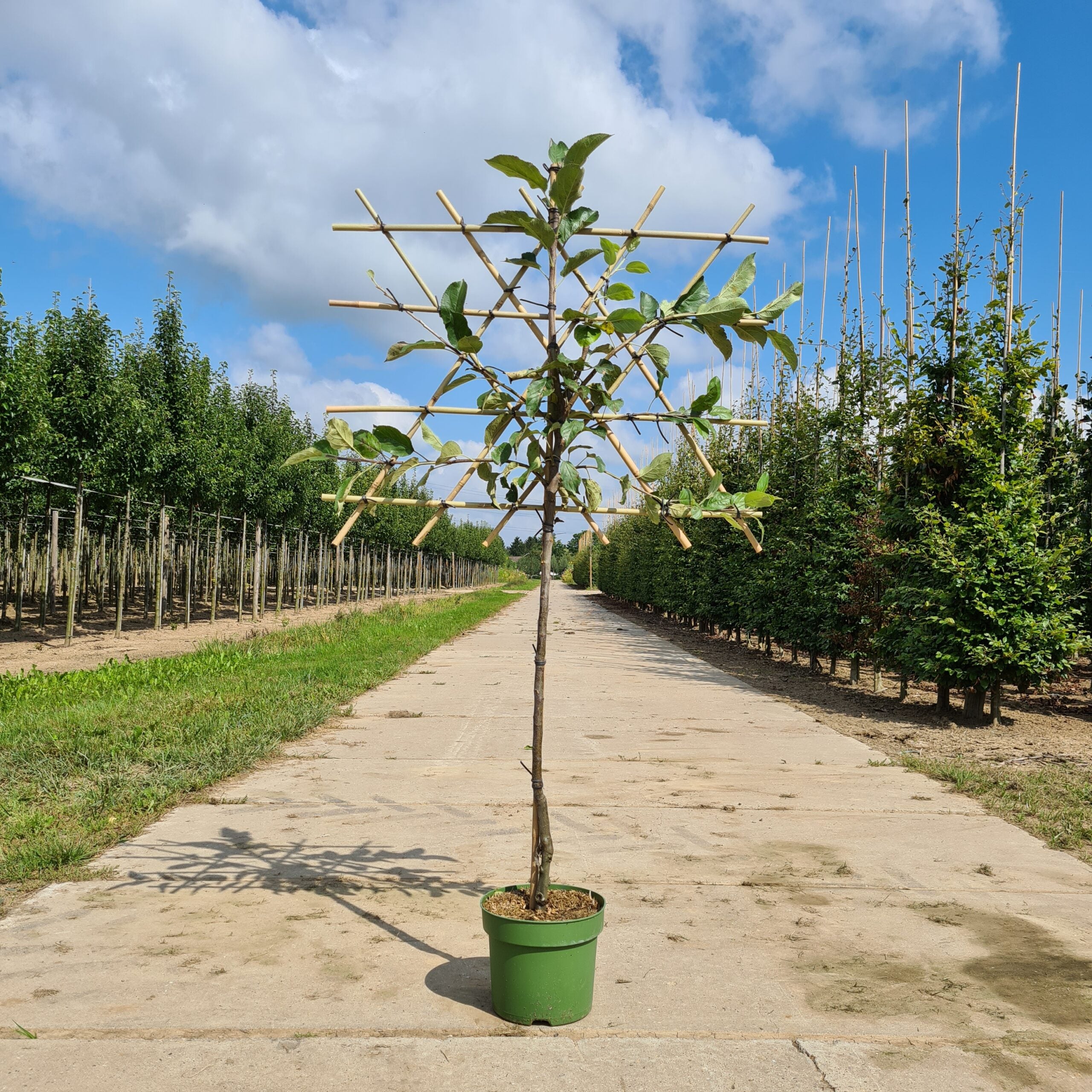 Lei-appelboom Rode Goudreinet