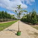 Lei appelboom (Malus Elstar)