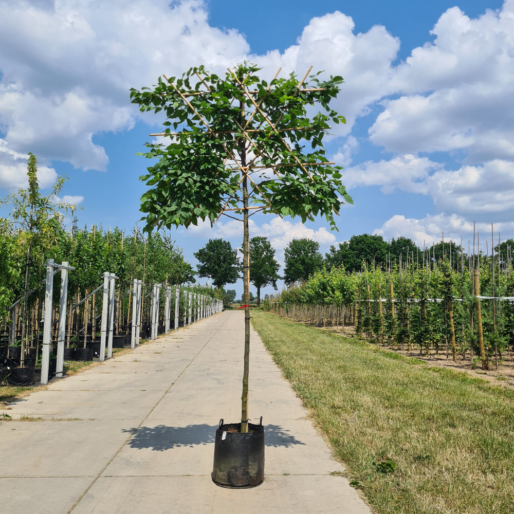 Leibeuk (Carpinus betulus)