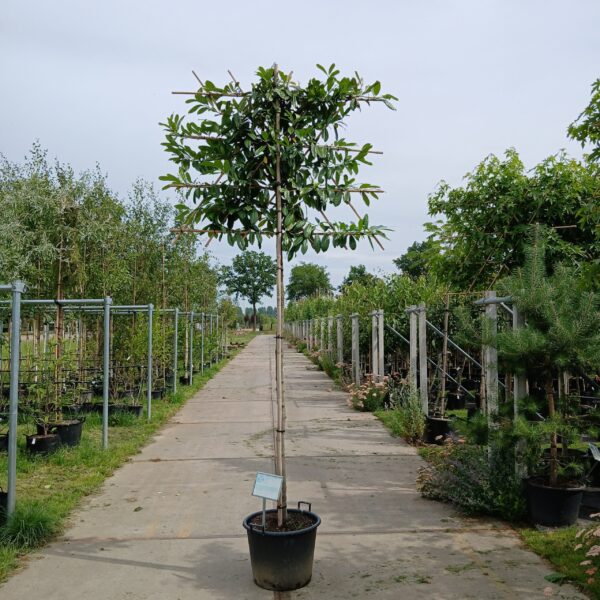 Leilaurier (Prunus laurocerasus)