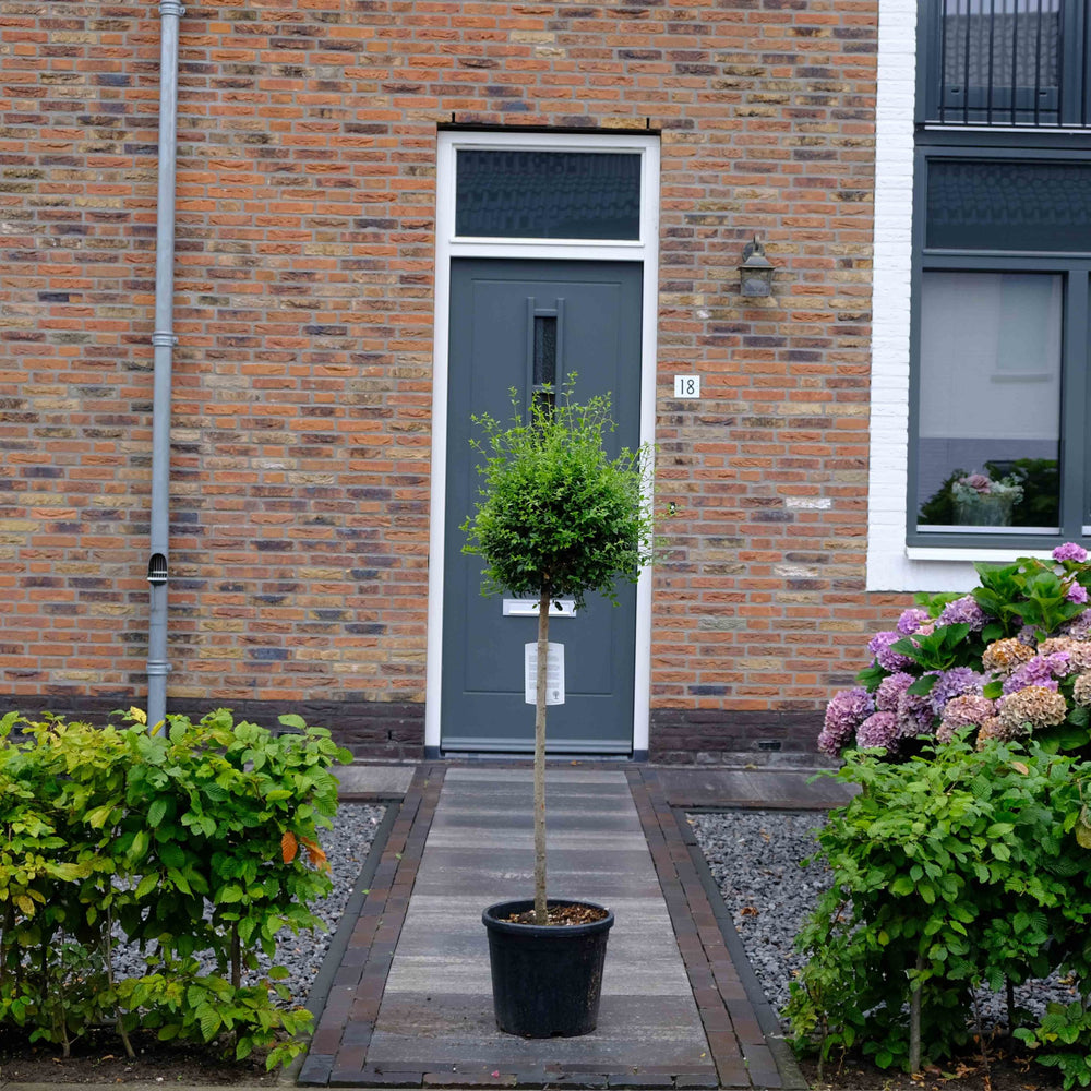 Liguster op stam (Ligustrum delavayanum)
