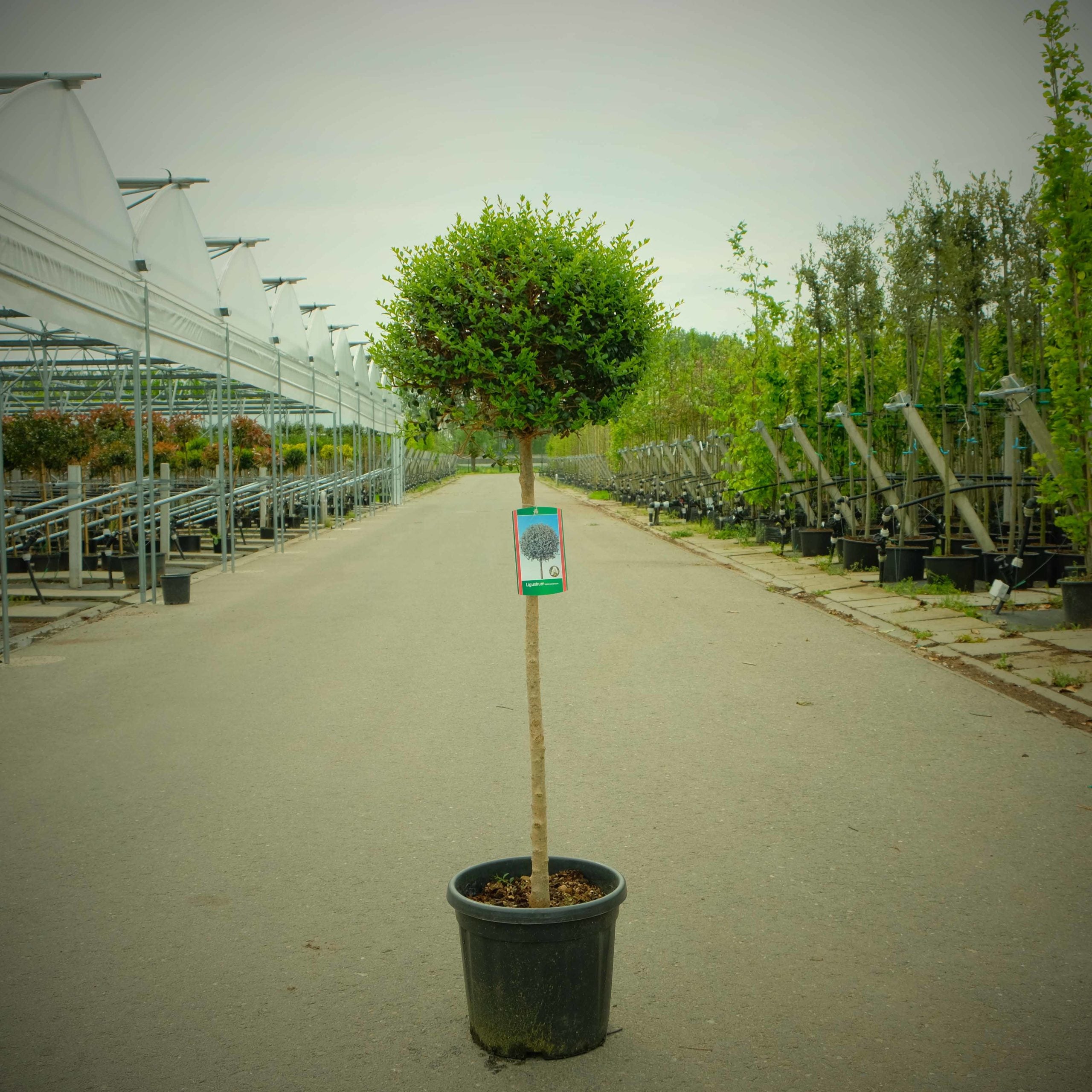 Liguster op stam (Ligustrum delavayanum)