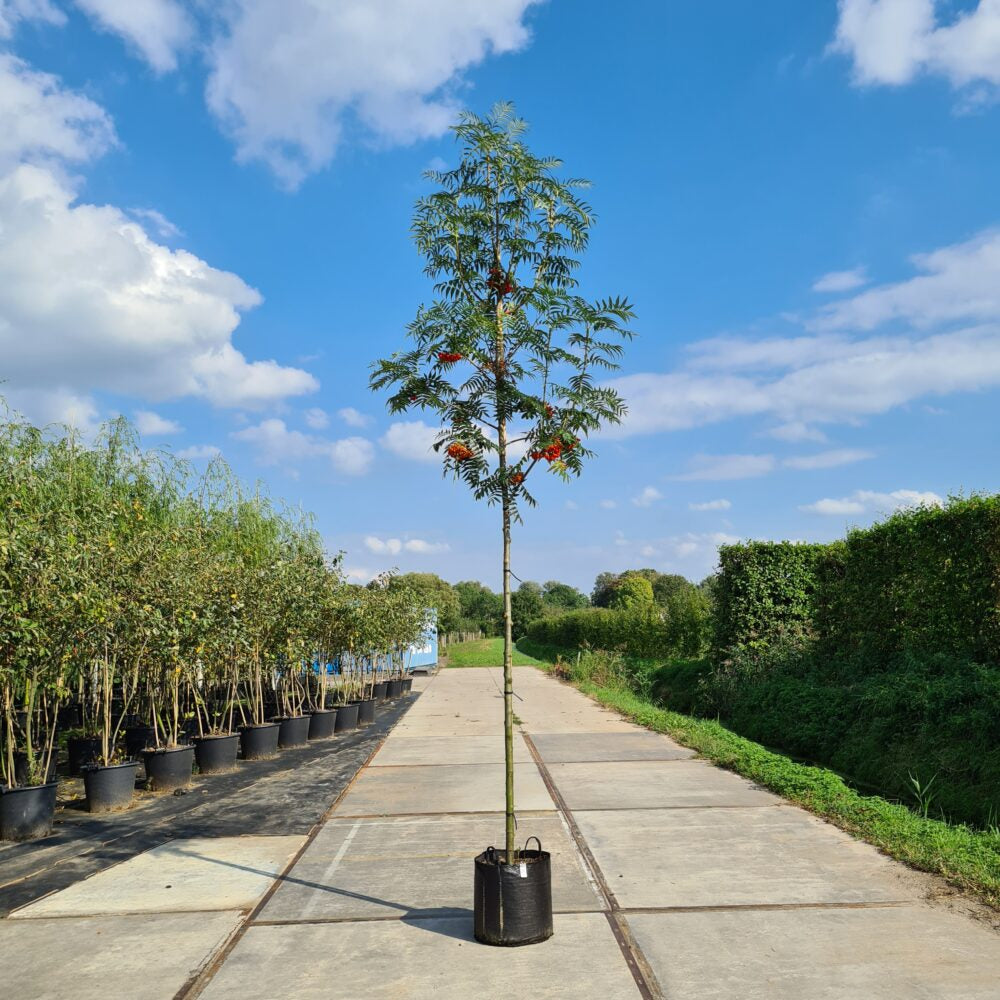 Sorbus Dodong (Lijsterbes)