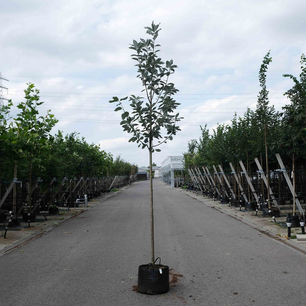 Meelbes (Sorbus aria Magnifica)