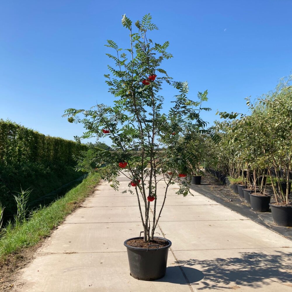 Lijsterbes meerstammig (Sorbus aucuparia)
