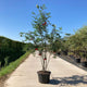 Lijsterbes meerstammig (Sorbus aucuparia)