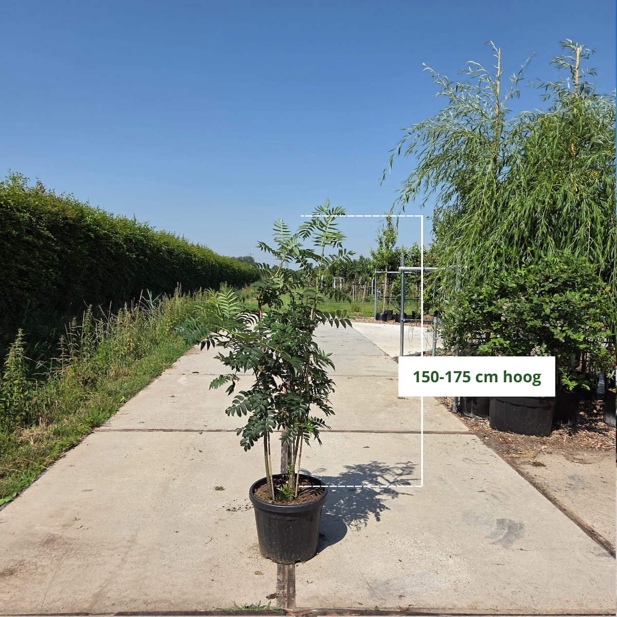 Meerstammige lijsterbes (Sorbus aucuparia)