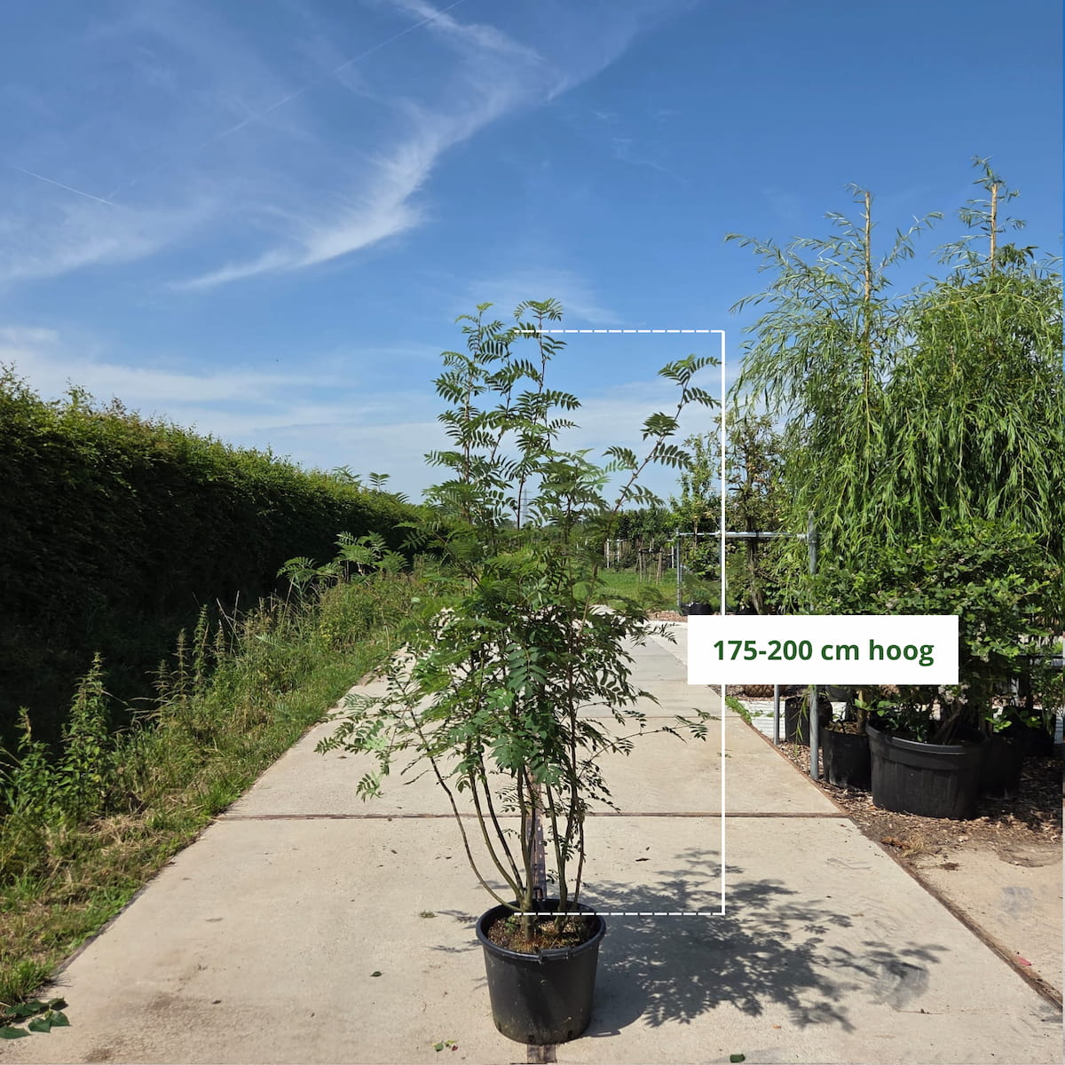 Meerstammige lijsterbes (Sorbus aucuparia)