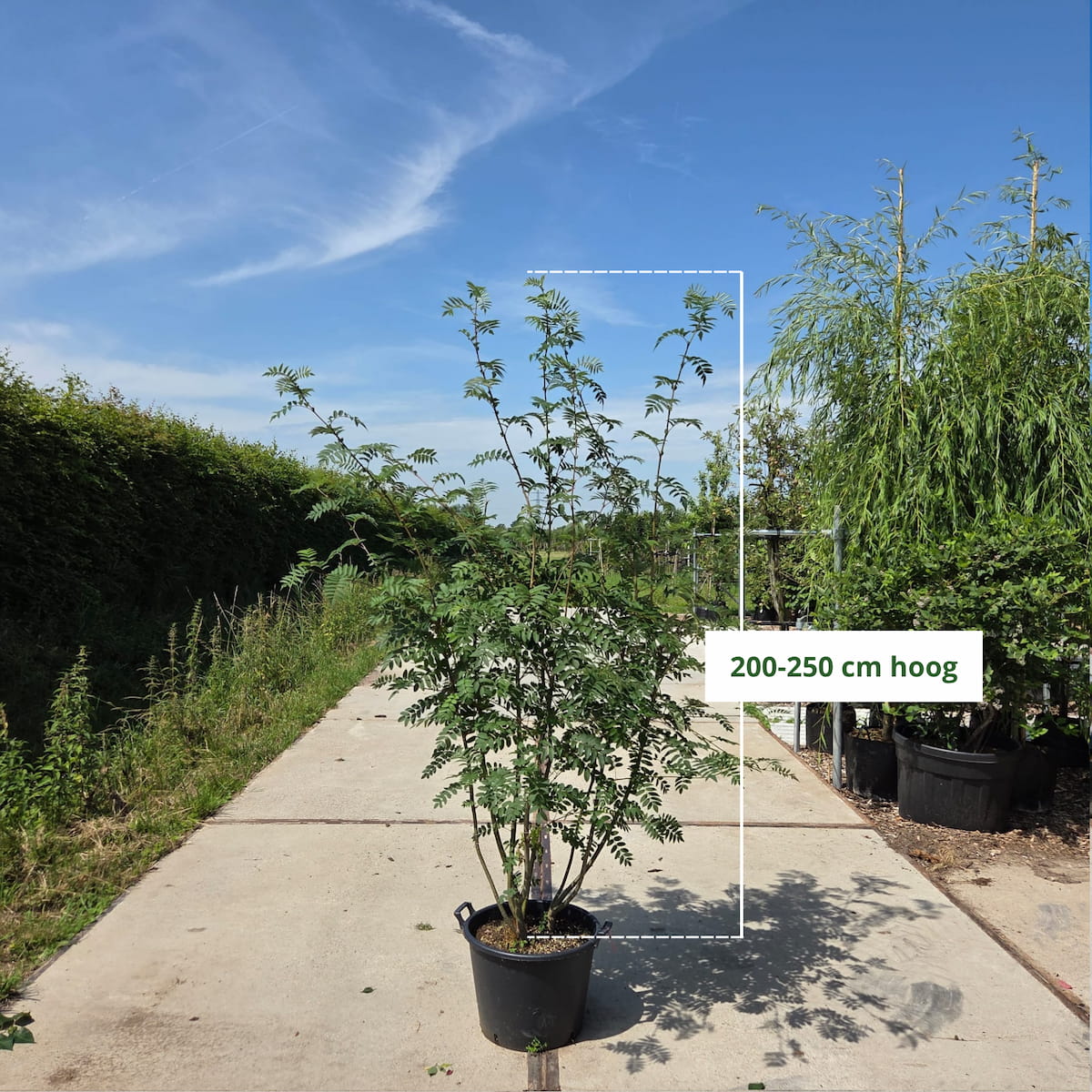 Meerstammige lijsterbes (Sorbus aucuparia)
