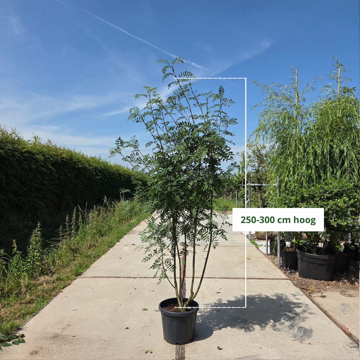 Meerstammige lijsterbes (Sorbus aucuparia)