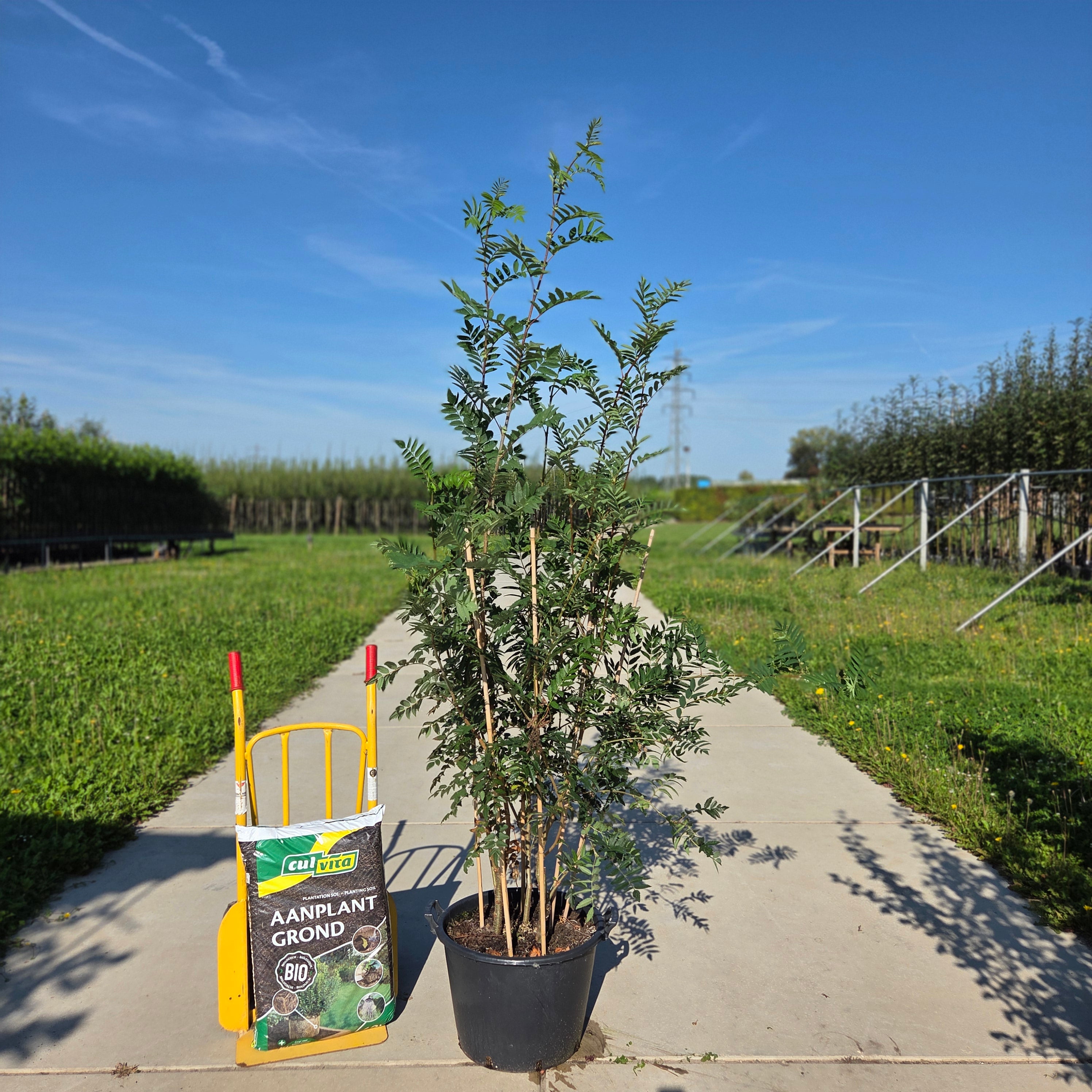 Lijsterbes meerstammig (Sorbus aucuparia)