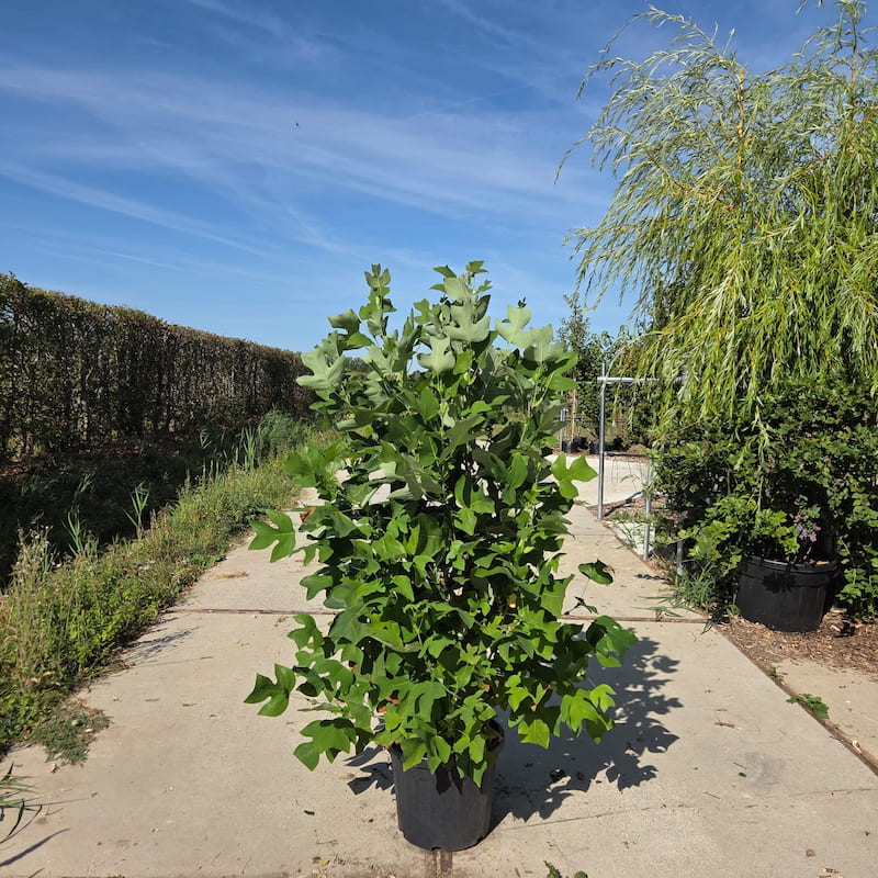 Tulpenboom – Liriodendron tulipifera meerstammig