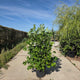 Tulpenboom – Liriodendron tulipifera meerstammig