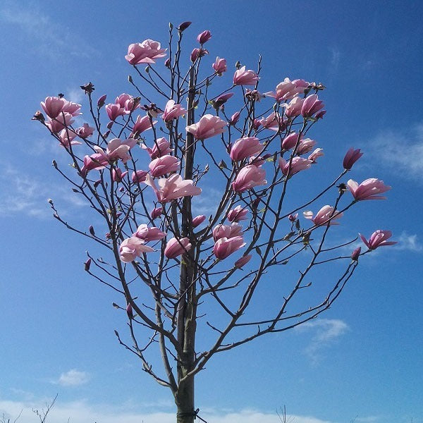 Beverboom (Magnolia galaxy)