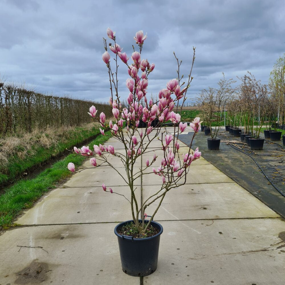Magnolia Struik Soulangeana