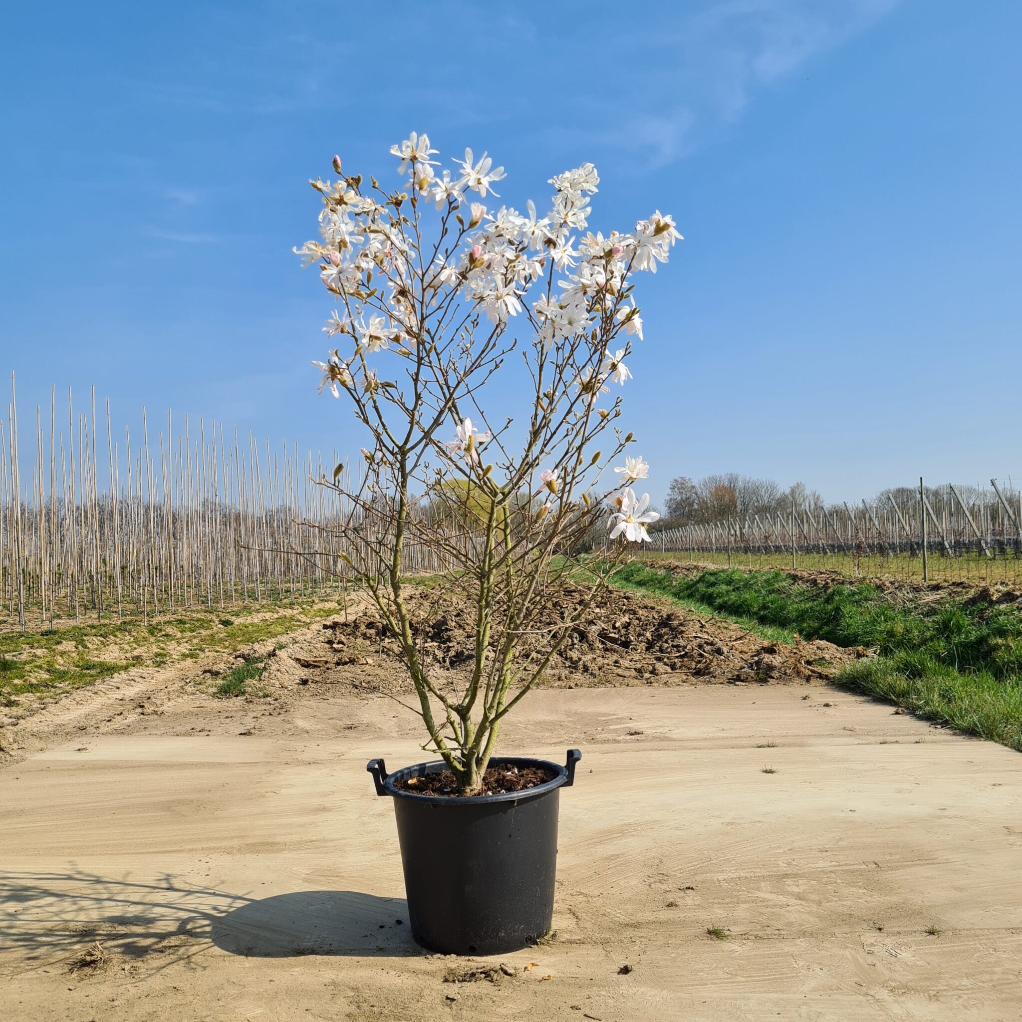 Magnolia Struik Stellata
