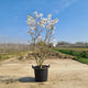 Magnolia Struik Stellata