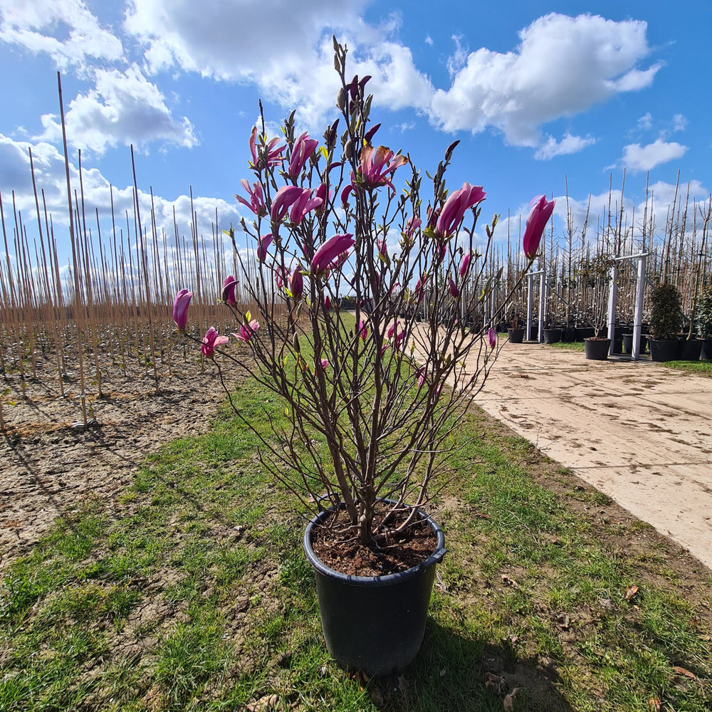 Magnolia Struik Susan