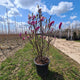 Magnolia Struik Susan