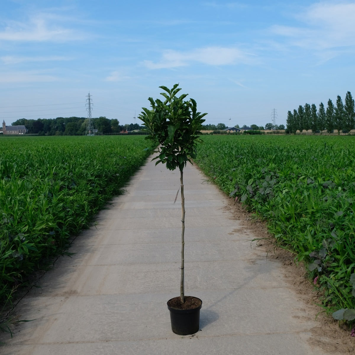 Magnolia Susan op stam