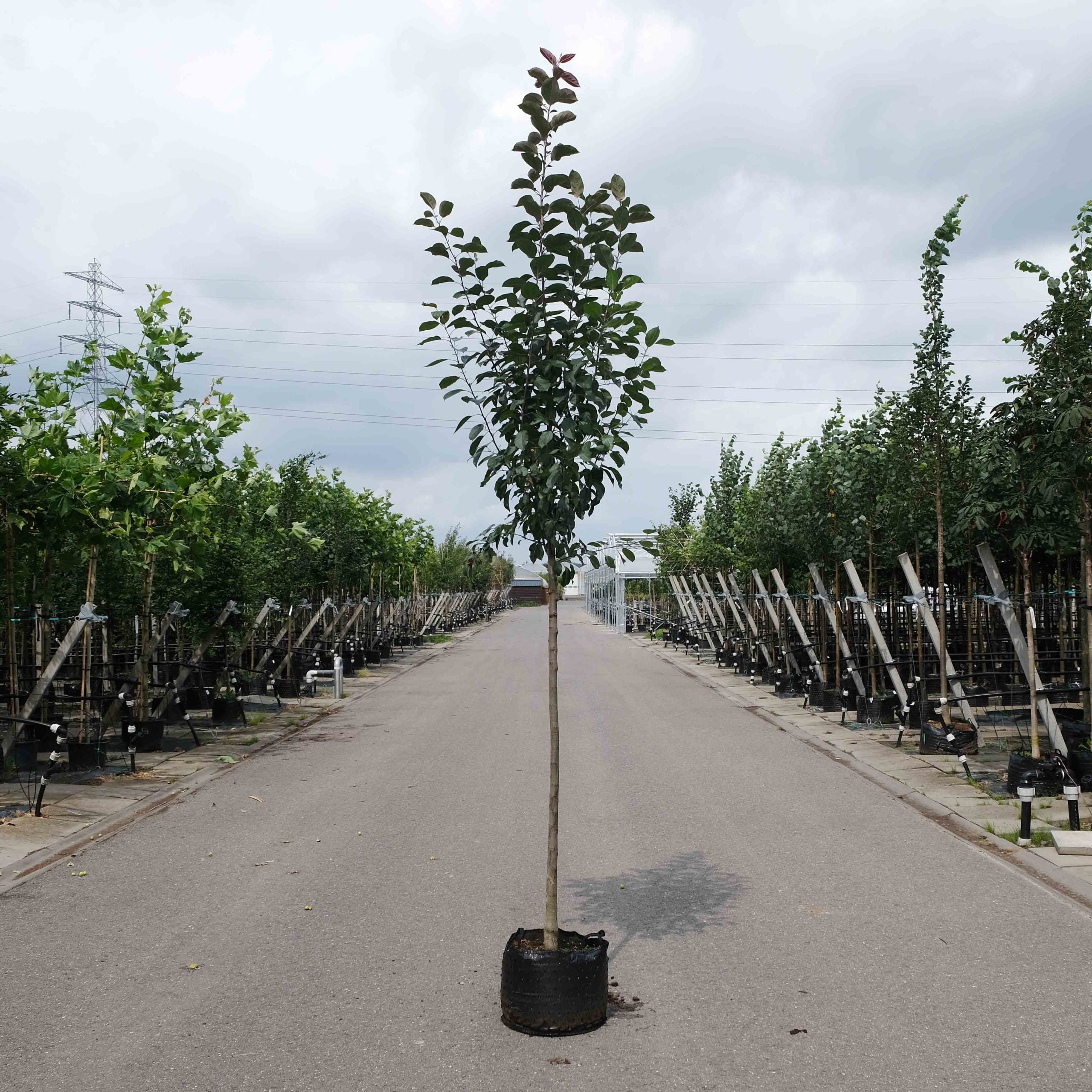 Sierappel (Malus Mokum)