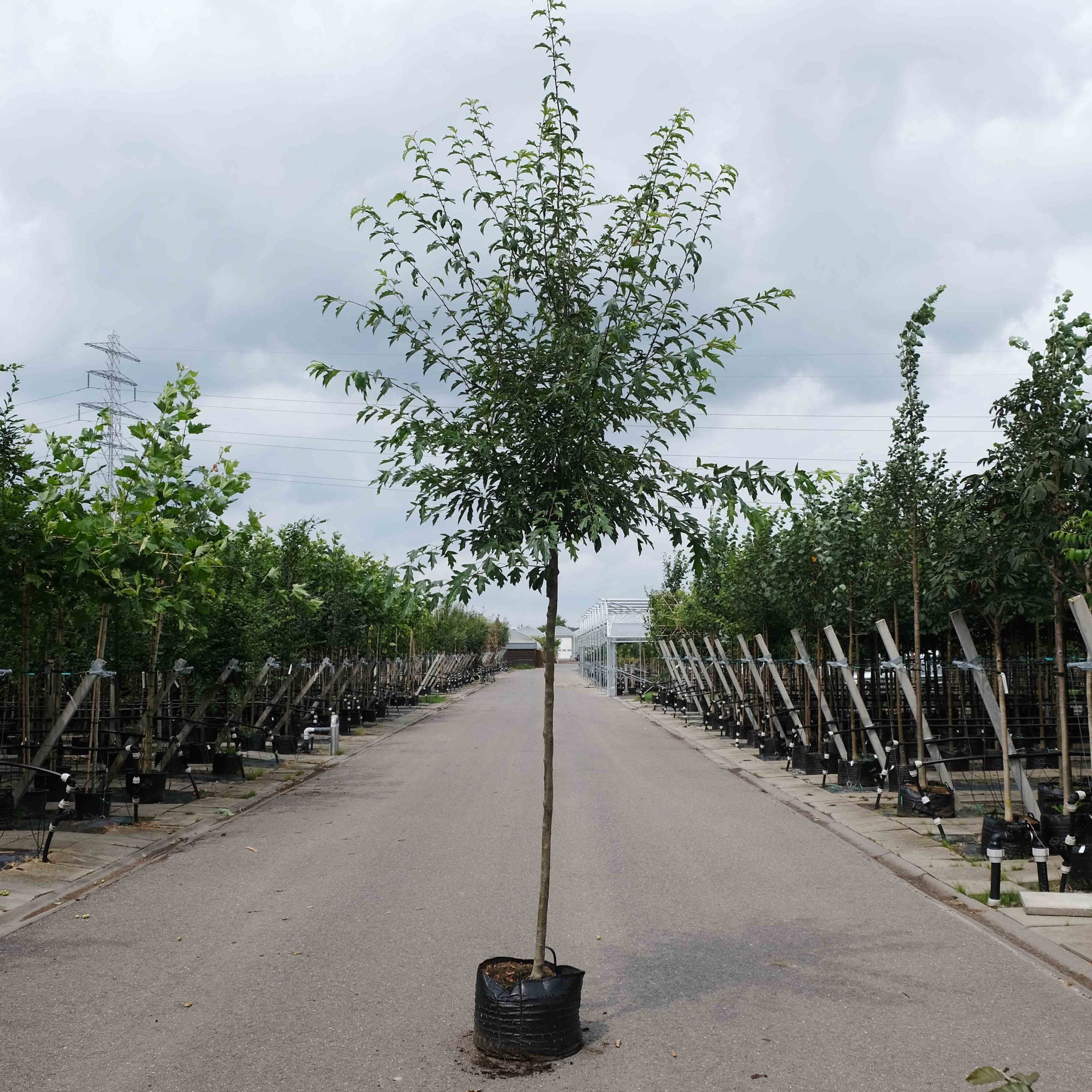 Sierappel (Malus toringo brouwers beauty)
