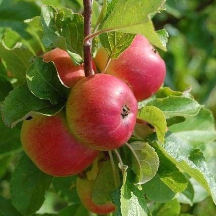 Malus Santana. Goed eetbaar bij lichte appelallergie.