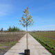 Sierappel (Malus evereste)