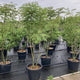 Perzische slaapboom meerstammig (Albizia Julibrissin)