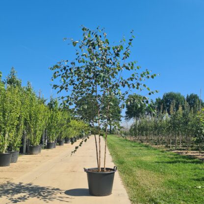 Himalaya berk meerstammig (Betula utulis Jacquimontii)