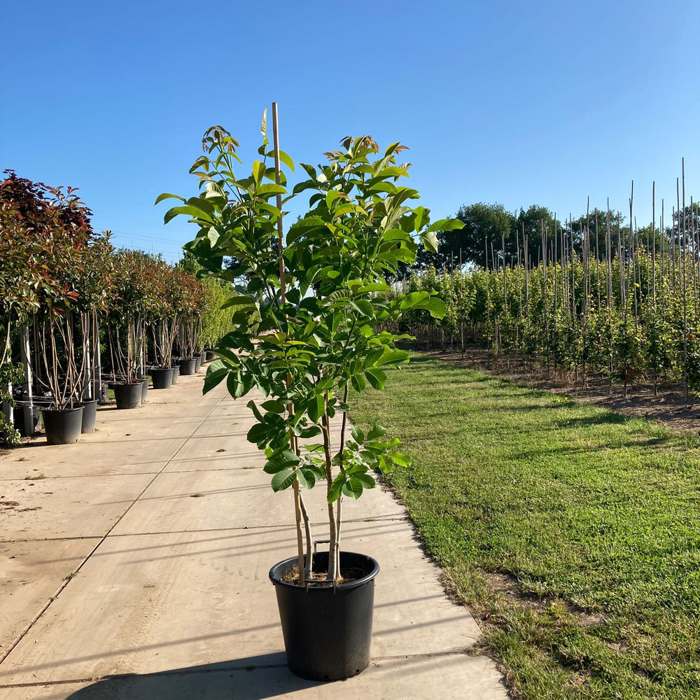 Meerstammige walnoot (Juglans regia)