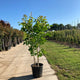 Meerstammige walnoot (Juglans regia)