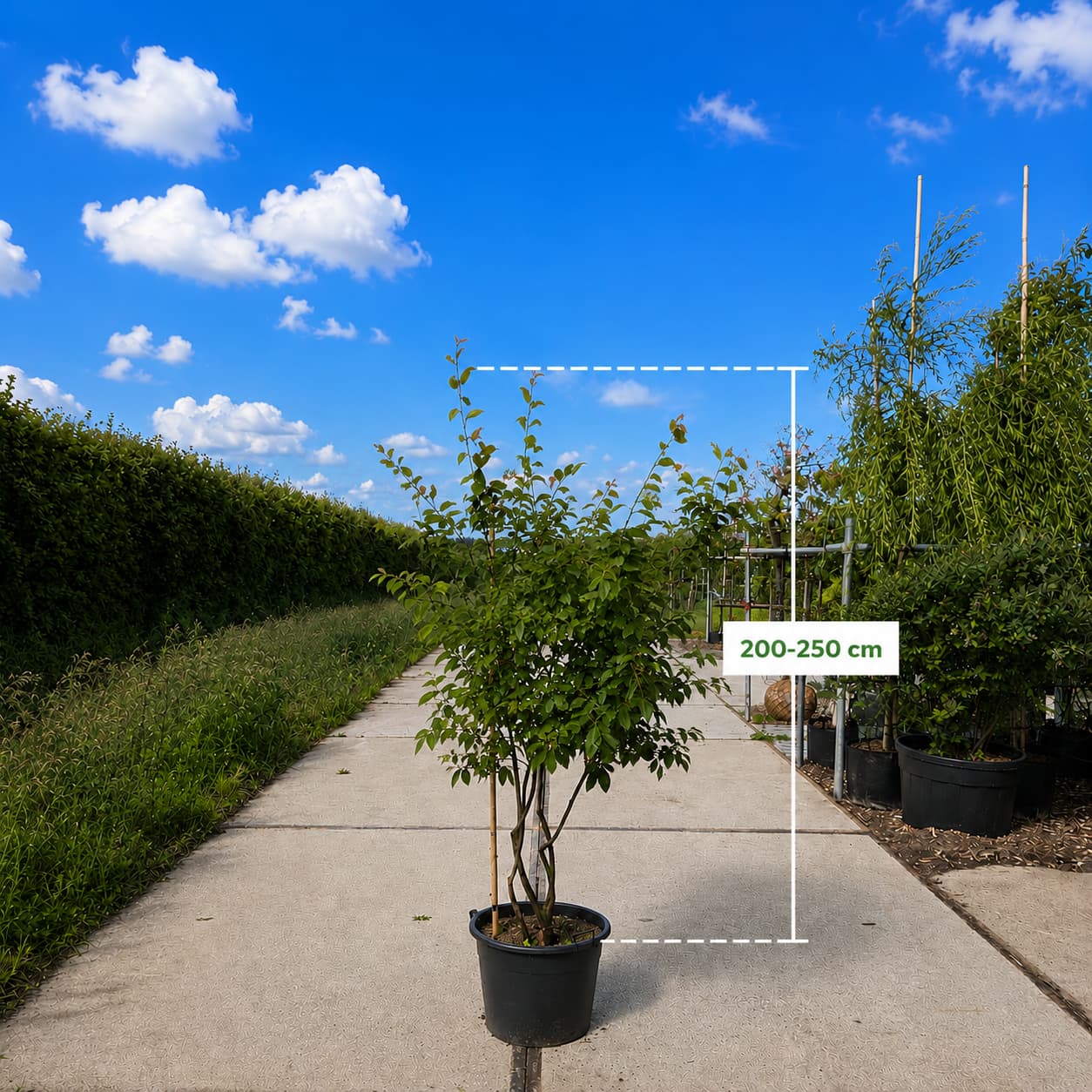 Meerstammige krentenboom (Amelanchier lamarckii)