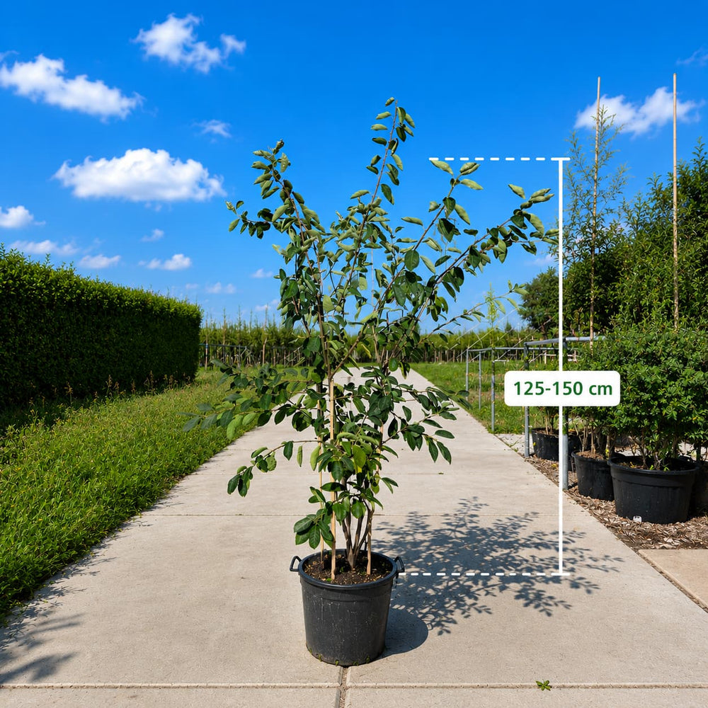 Meerstammige krentenboom (Amelanchier lamarckii)