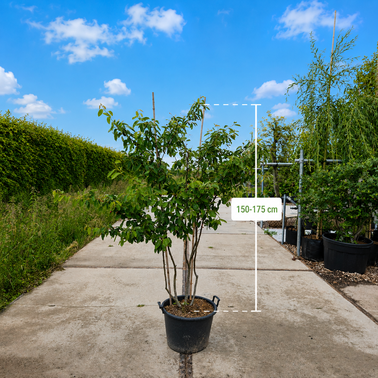 Meerstammige krentenboom (Amelanchier lamarckii)