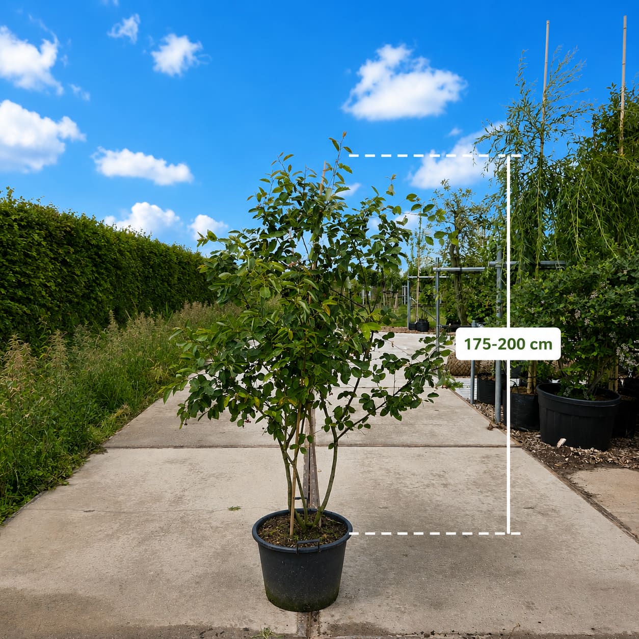 Meerstammige krentenboom (Amelanchier lamarckii)