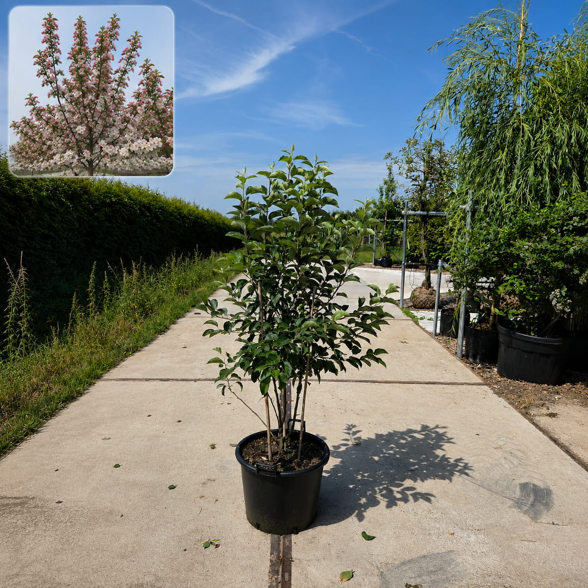 Meerstammige sierappel (Malus evereste)