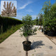 Meerstammige sierappel (Malus evereste)