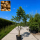 Meerstammige walnoot (Juglans regia)