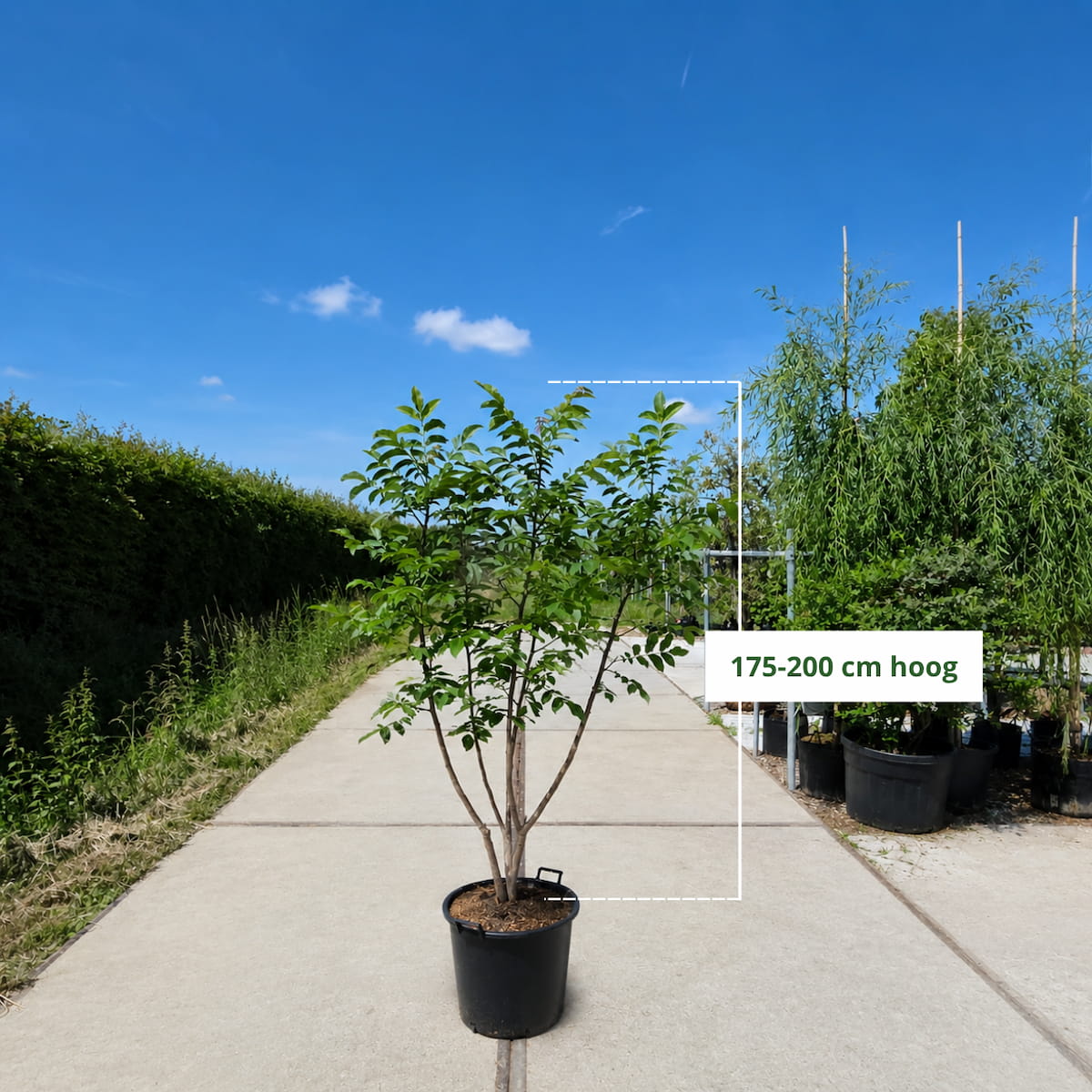 Meerstammige walnoot (Juglans regia)