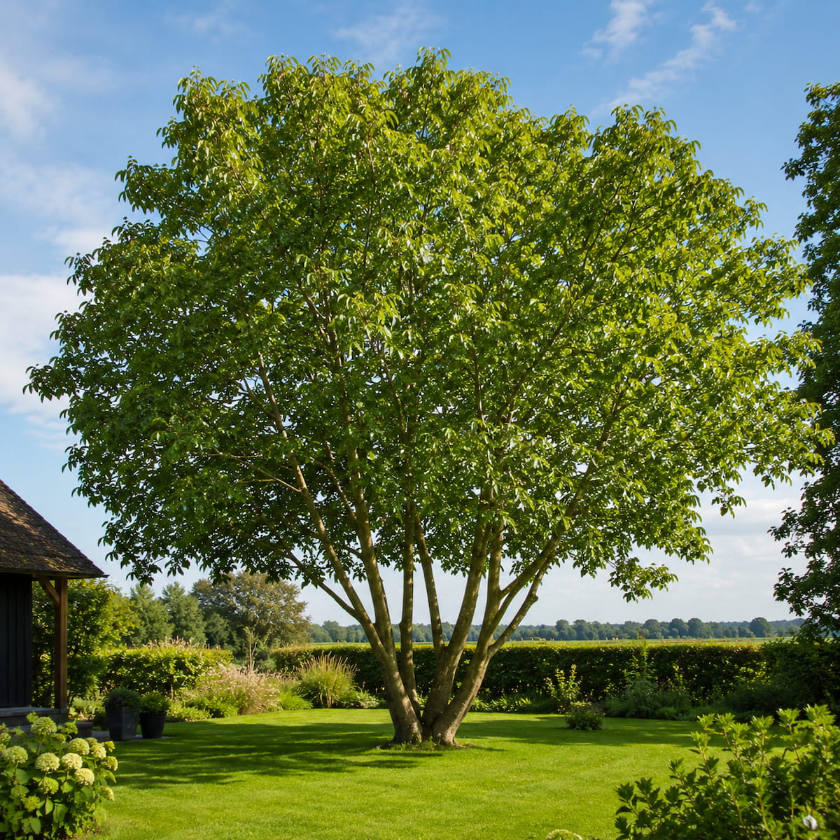 Meerstammige walnoot (Juglans regia)