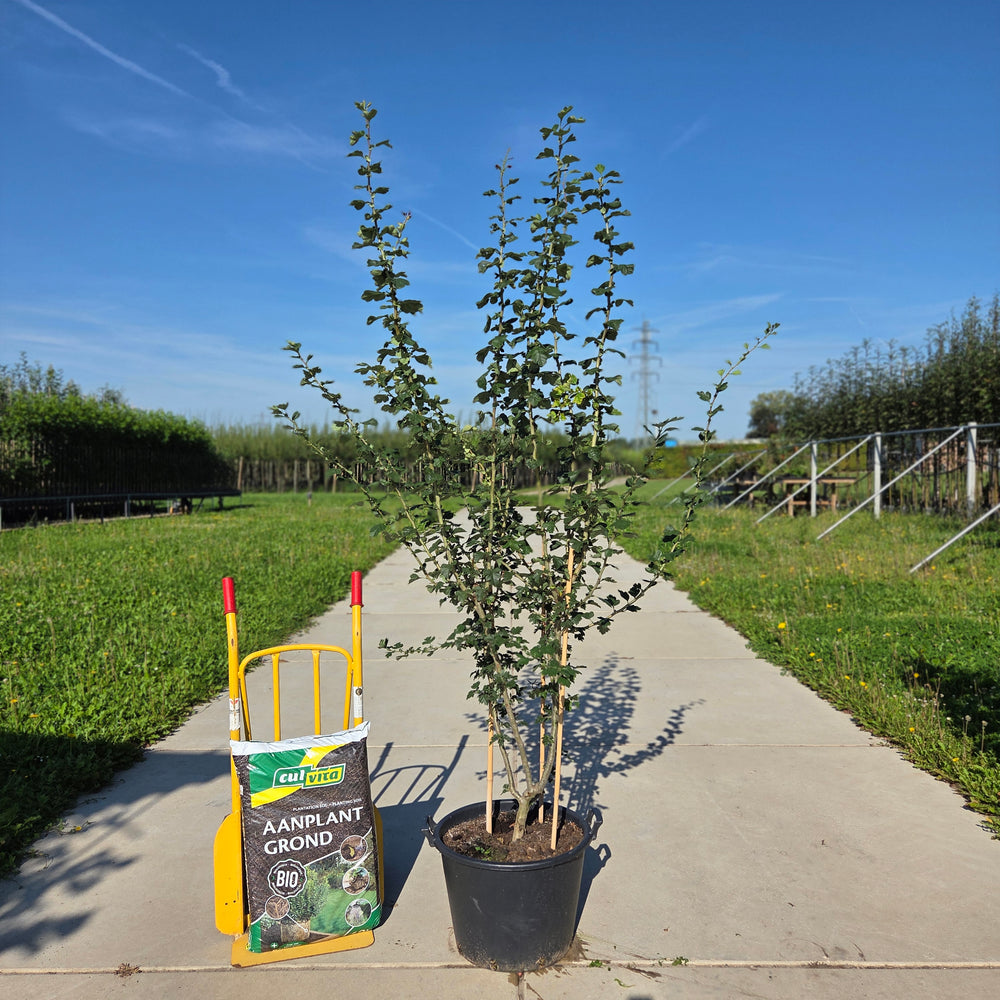Rode meidoorn meerstammig (Crataegus Paul's Scarlet)