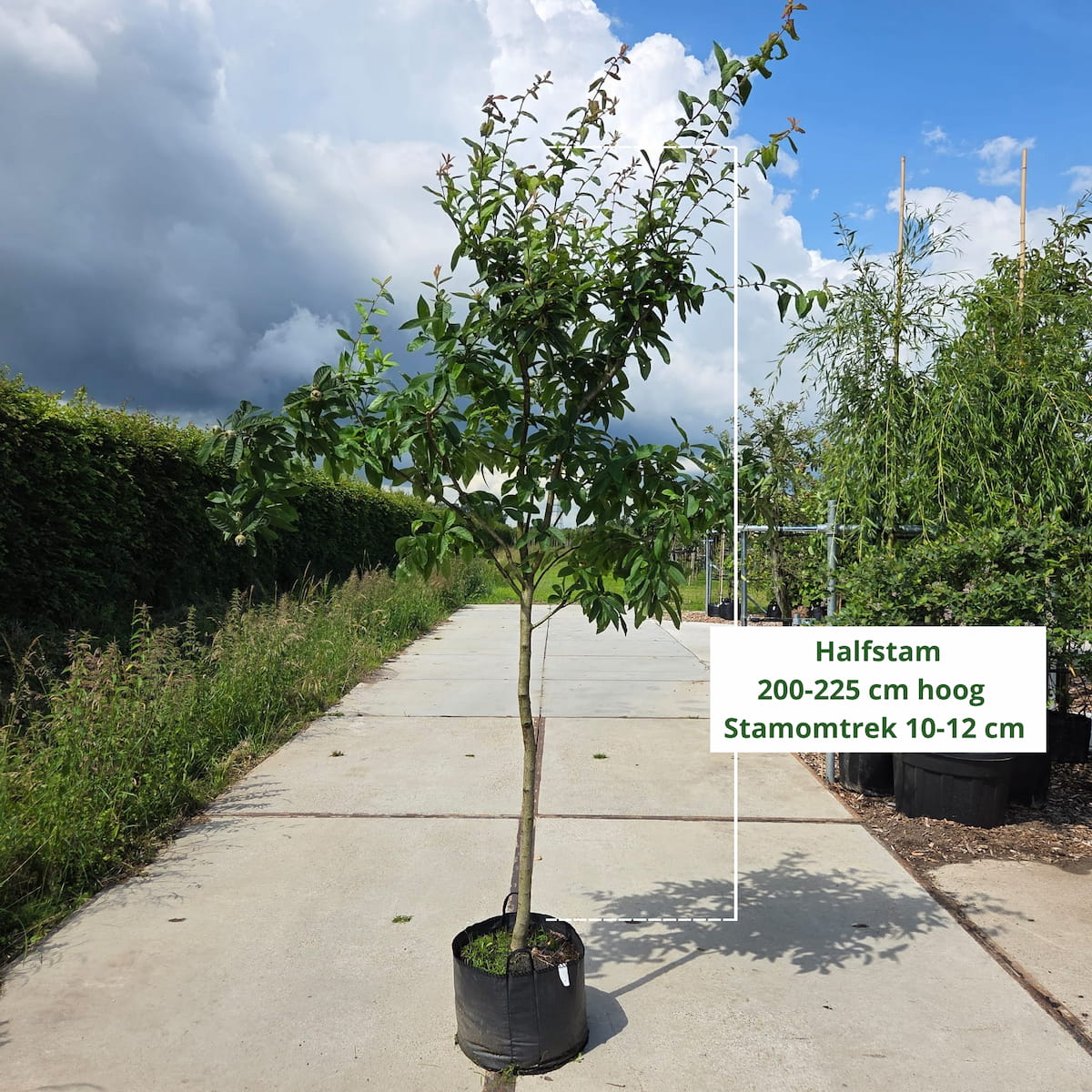 Mispelboom (Mespilus g. Bredase Reus)