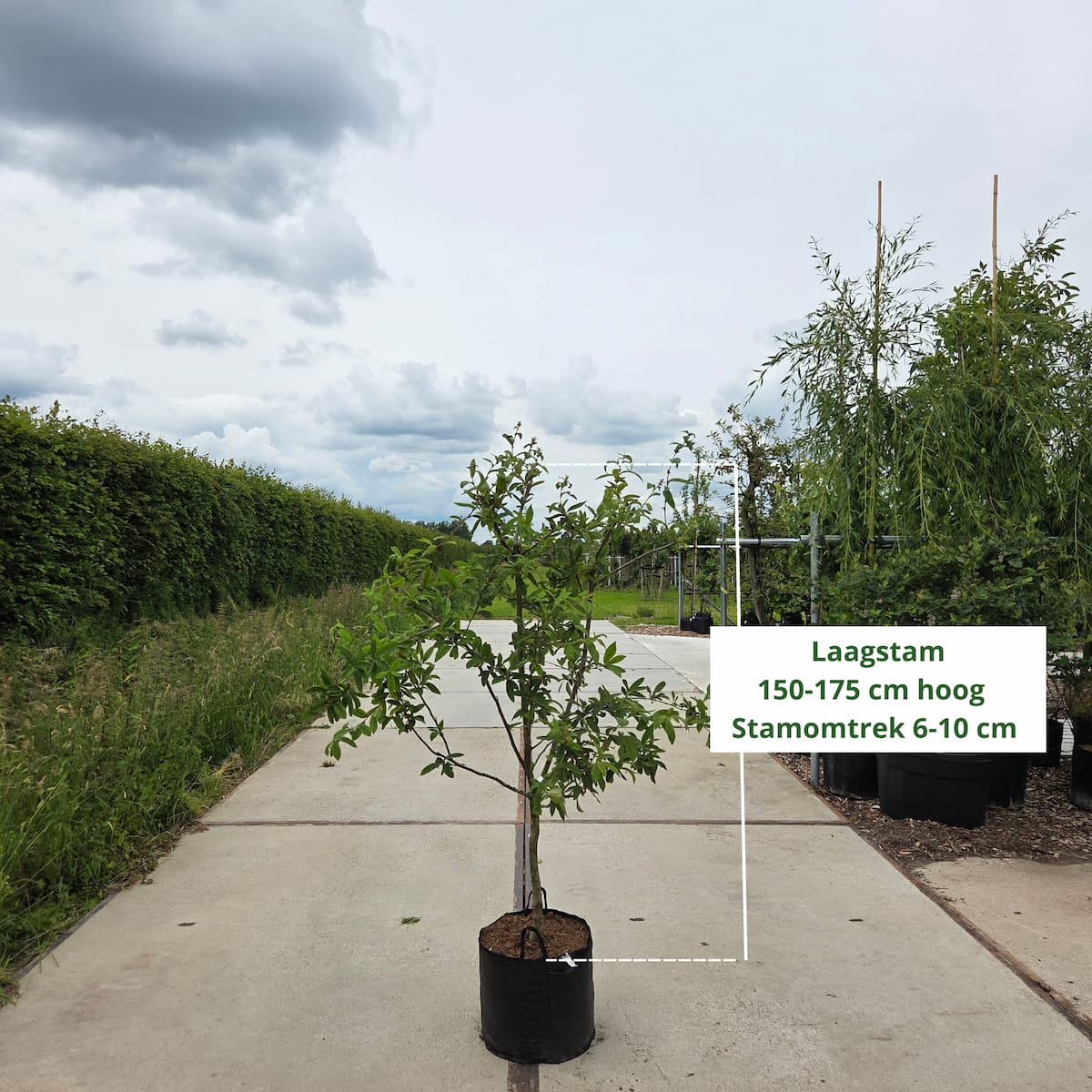 Mispelboom (Mespilus g. Bredase Reus)