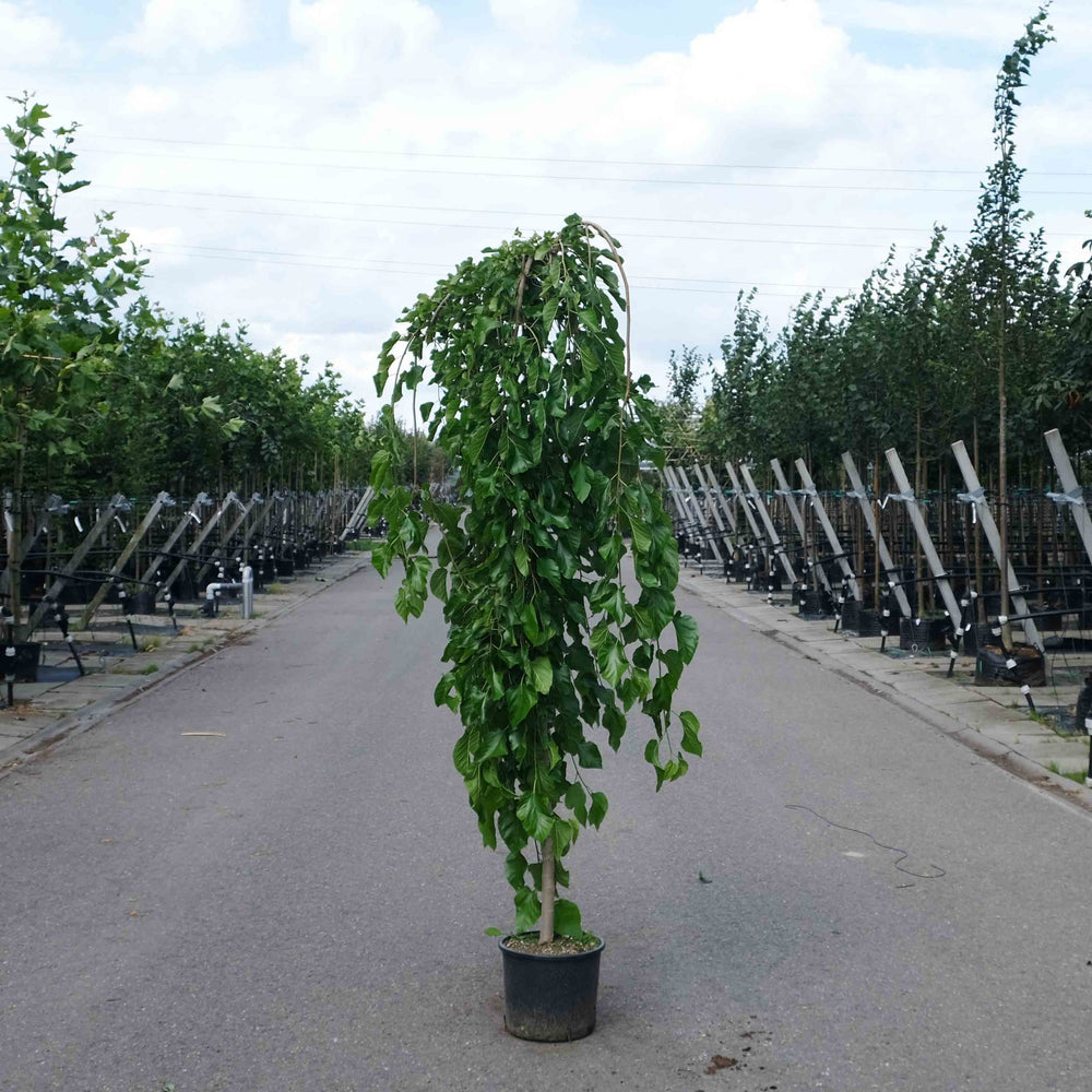 Morus alba Pendula (Treurmoerbei) op stam
