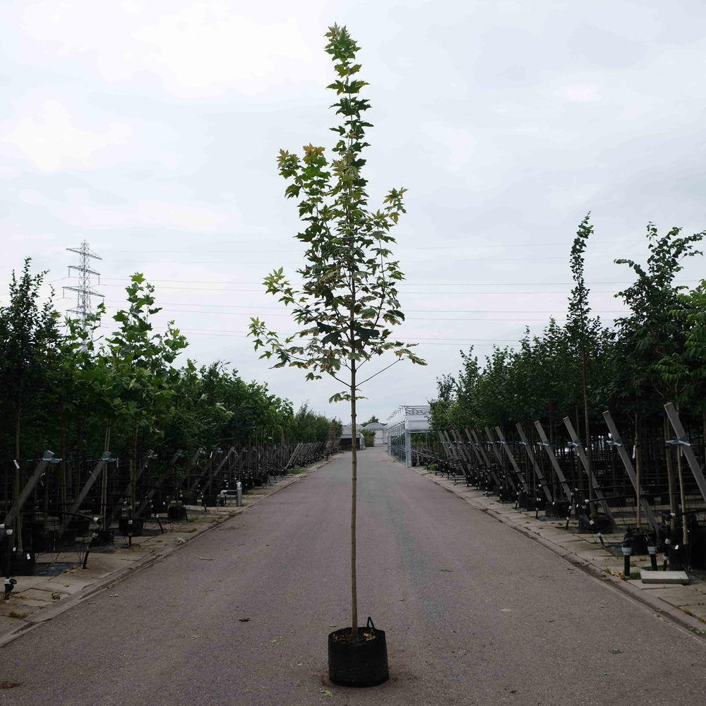 Noorse esdoorn (Acer platanoides Drummondii)