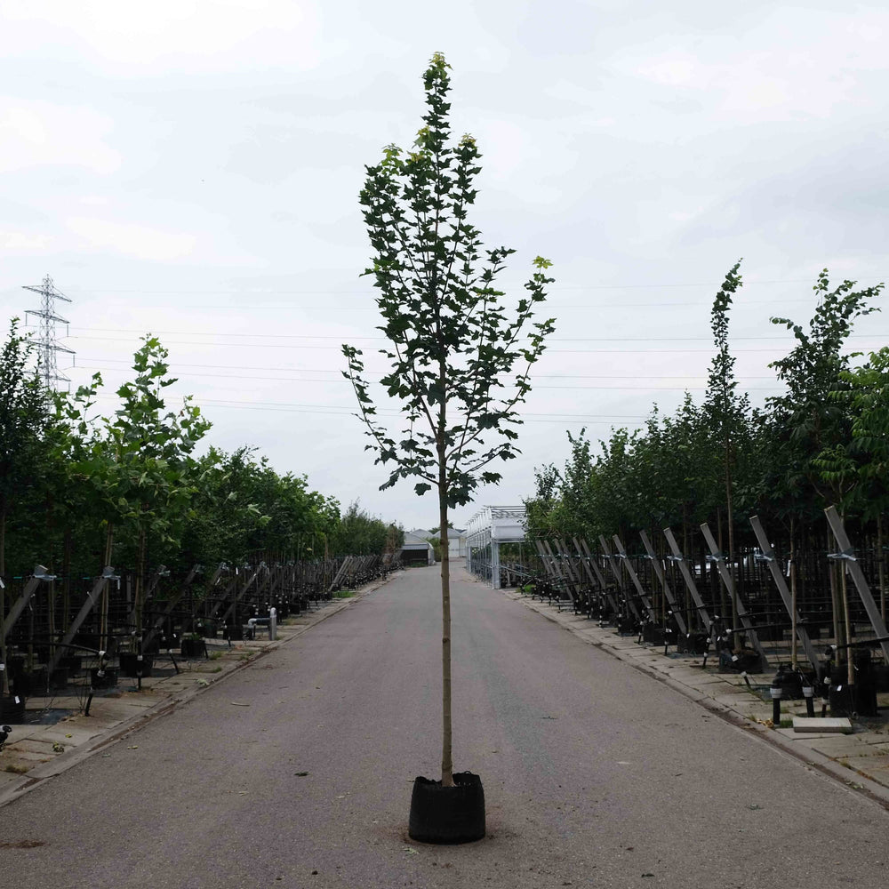 Noorse esdoorn (Acer platanoides Emerald Queen)