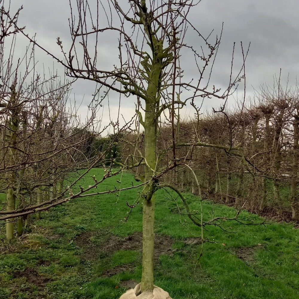 Oude Opal fruitboom