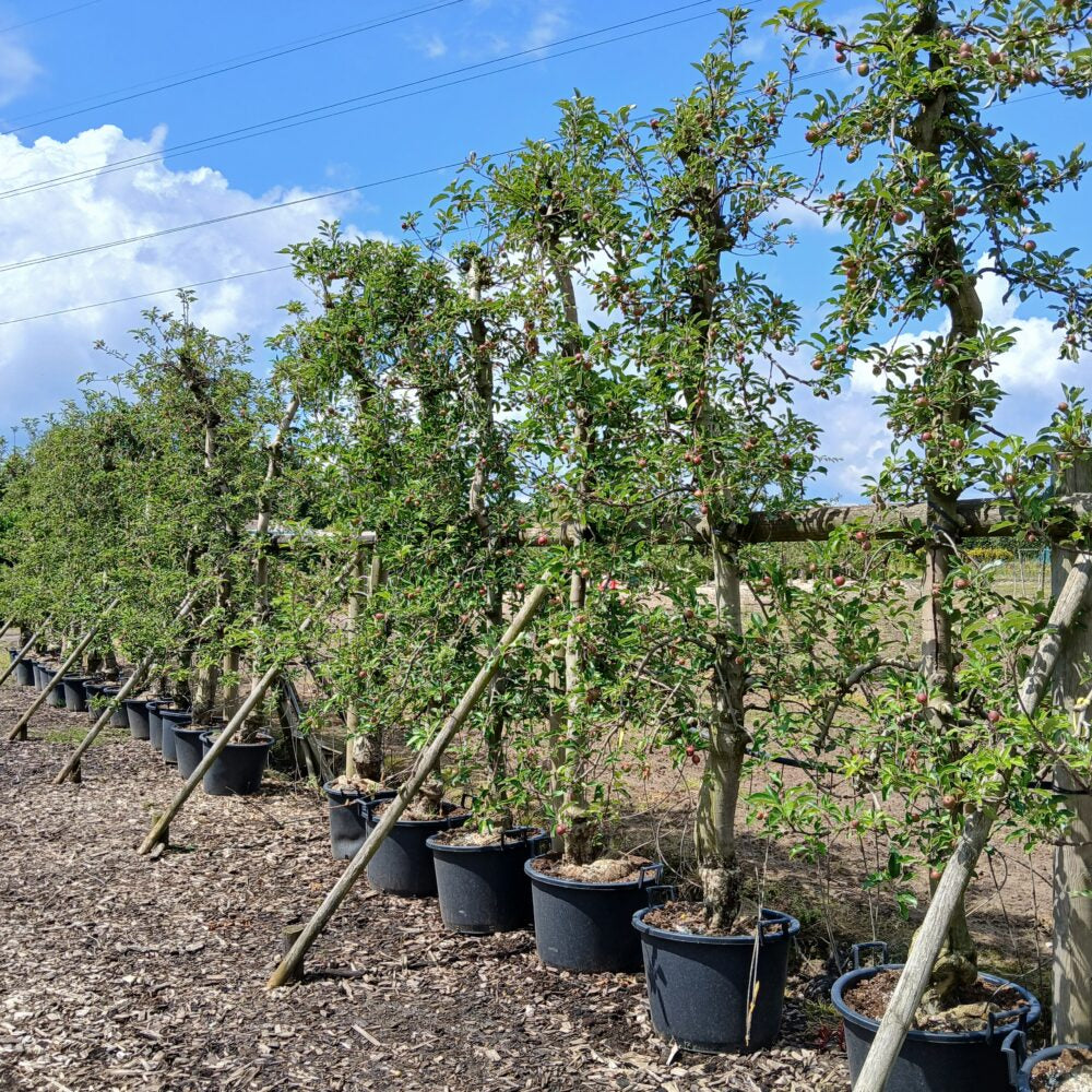 Oude appelboom (Malus Elstar)